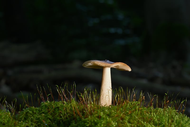 Nature Walk